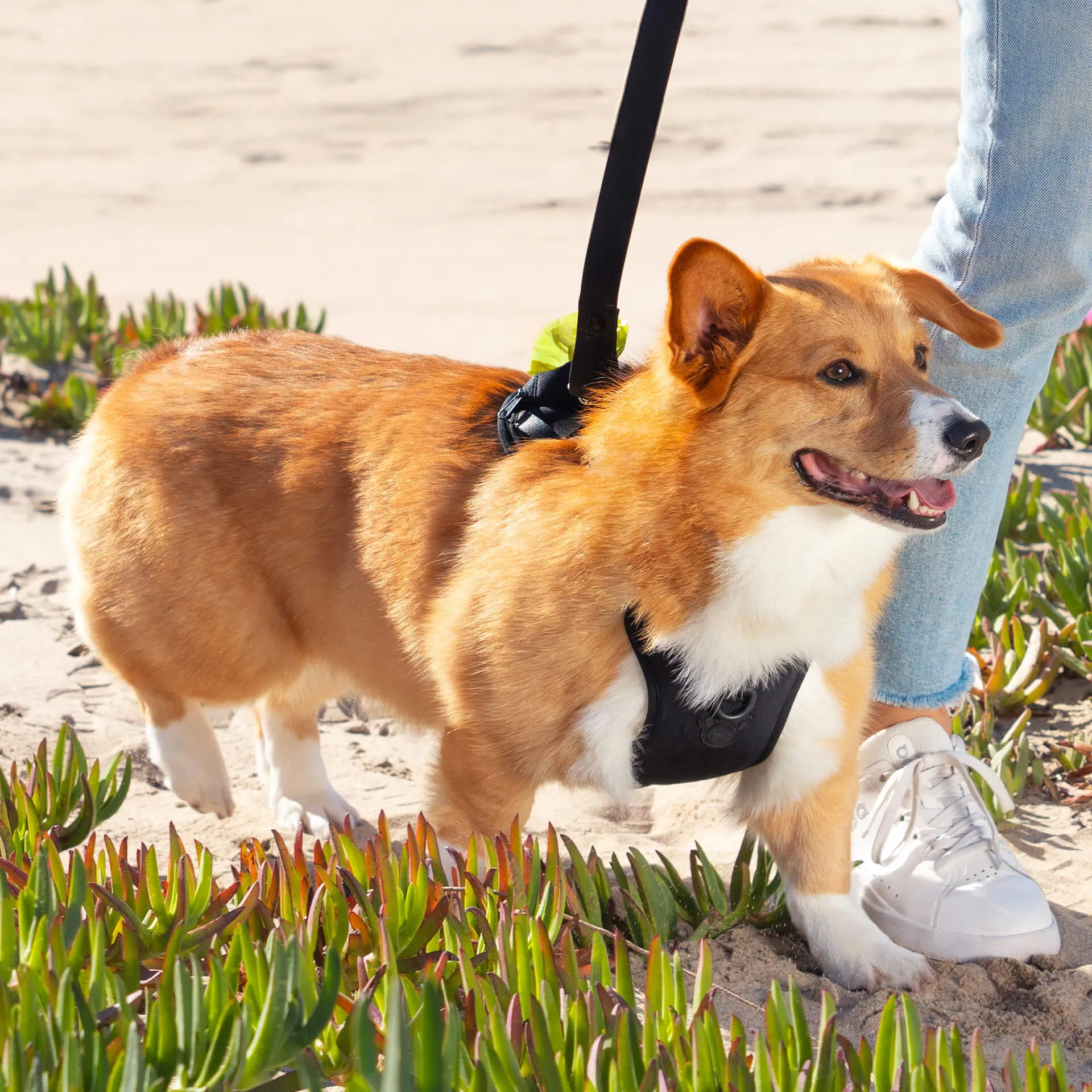 Neoprene Harness