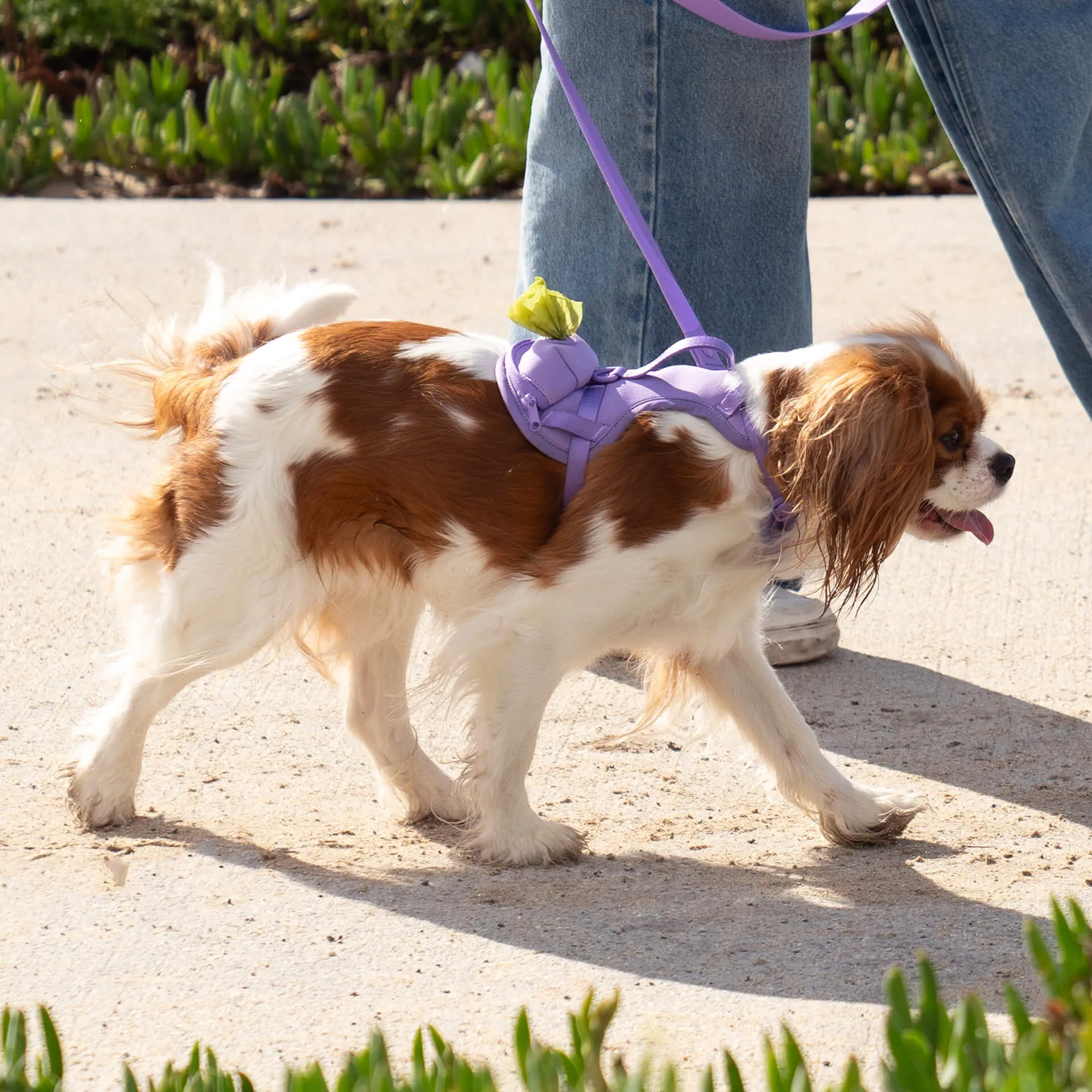 Neoprene Harness